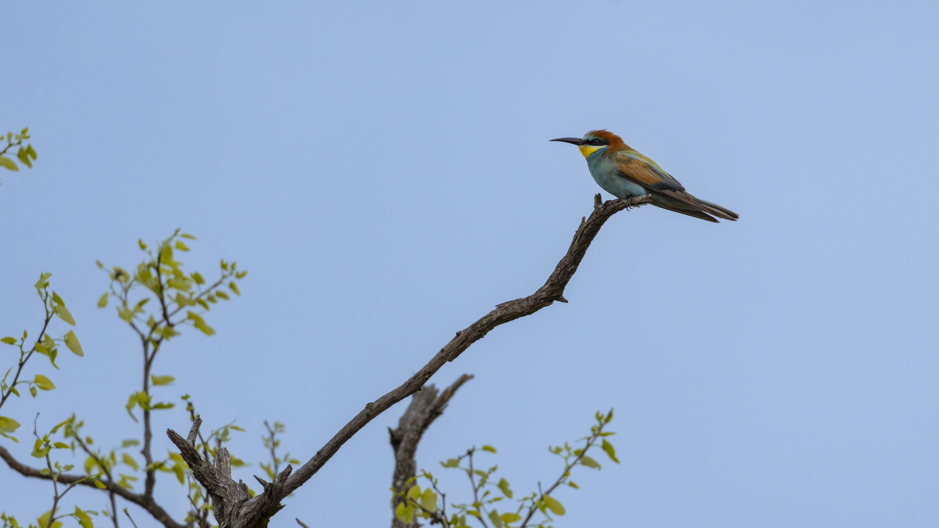 Kruger25 2025 11 06 07 35 38 ILCE 1M2 2497